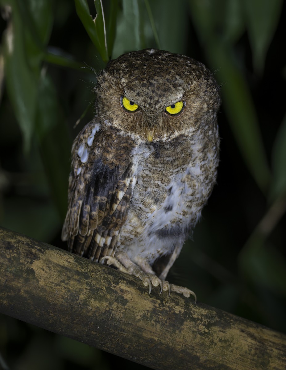 Mountain Scops-Owl - ML624025002