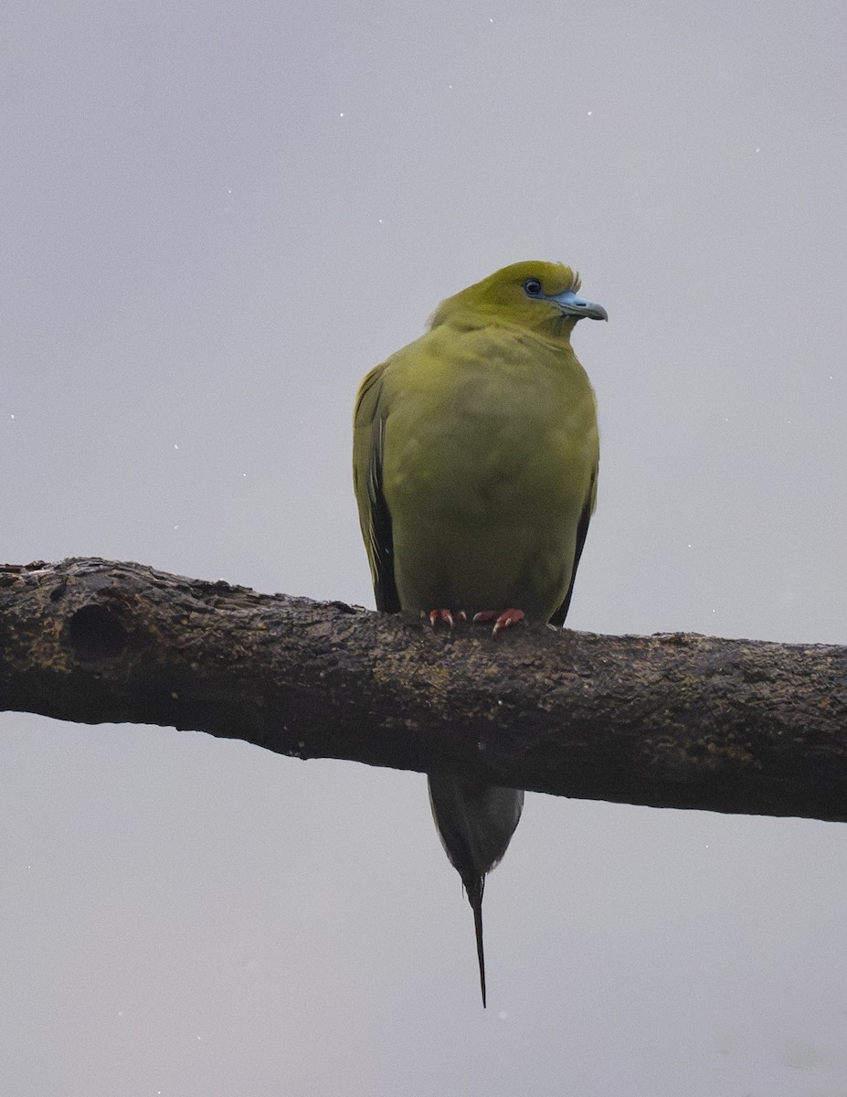 Pin-tailed Green-Pigeon - ML624025019