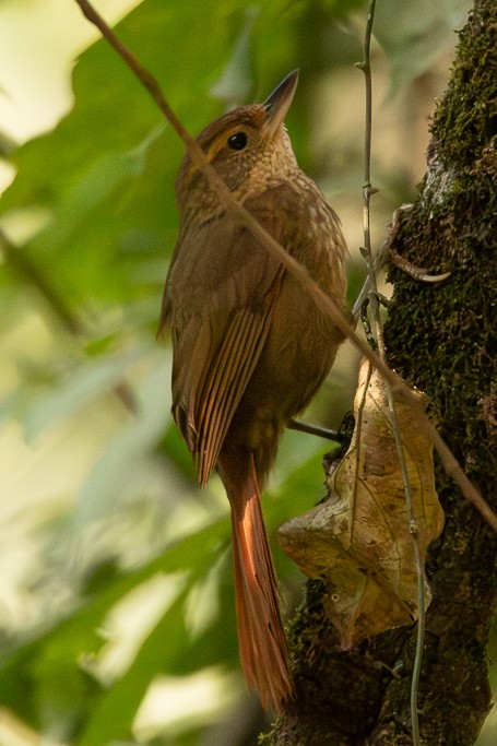 Buff-browed Foliage-gleaner - ML624025037