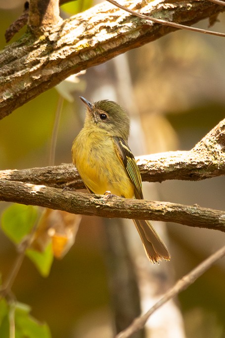 Mottle-cheeked Tyrannulet - ML624025039