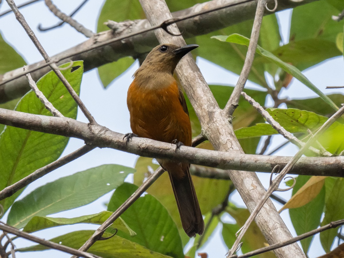 Raja Ampat Pitohui - ML624025079