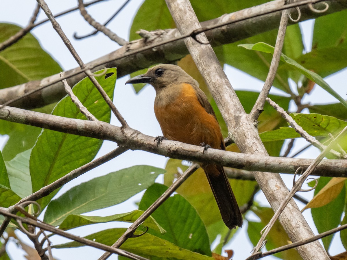 Raja Ampat Pitohui - ML624025080