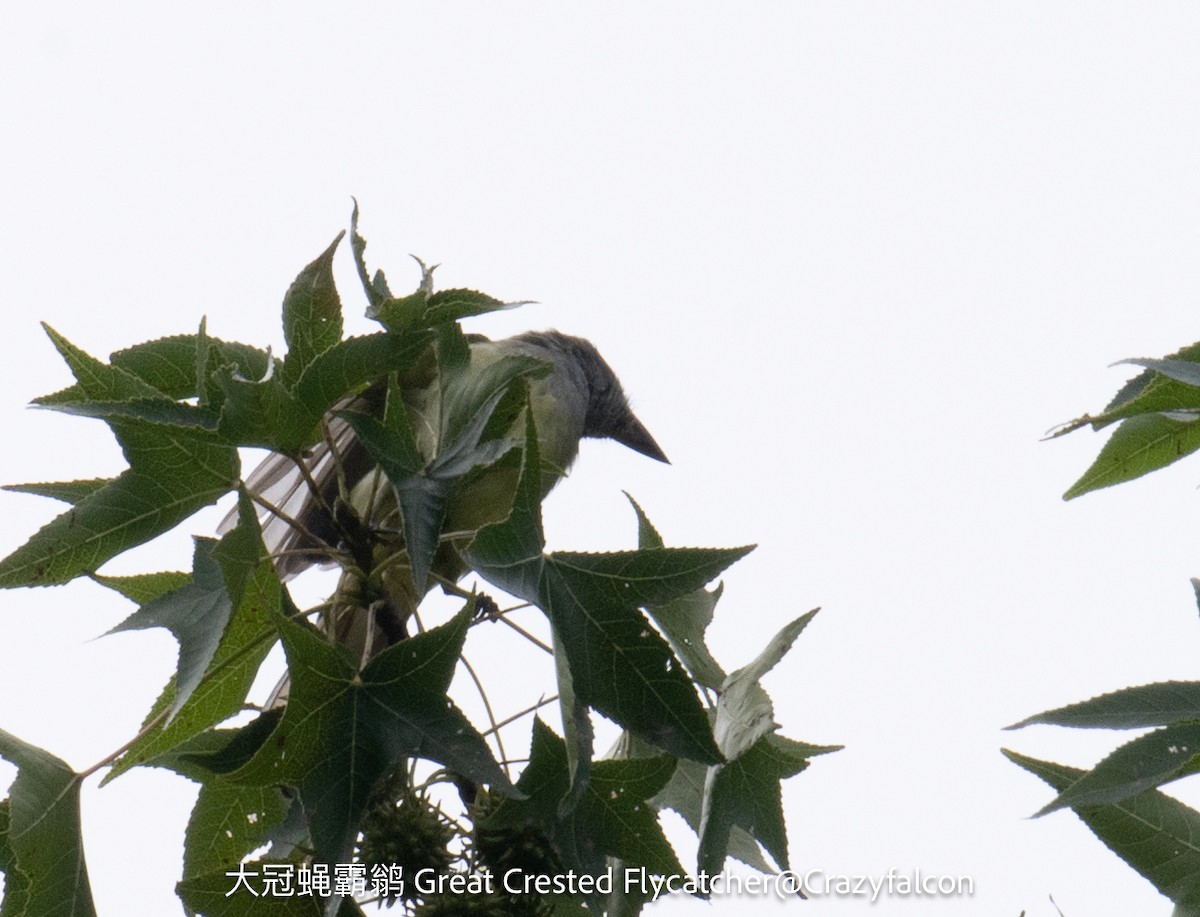 Great Crested Flycatcher - Qiang Zeng