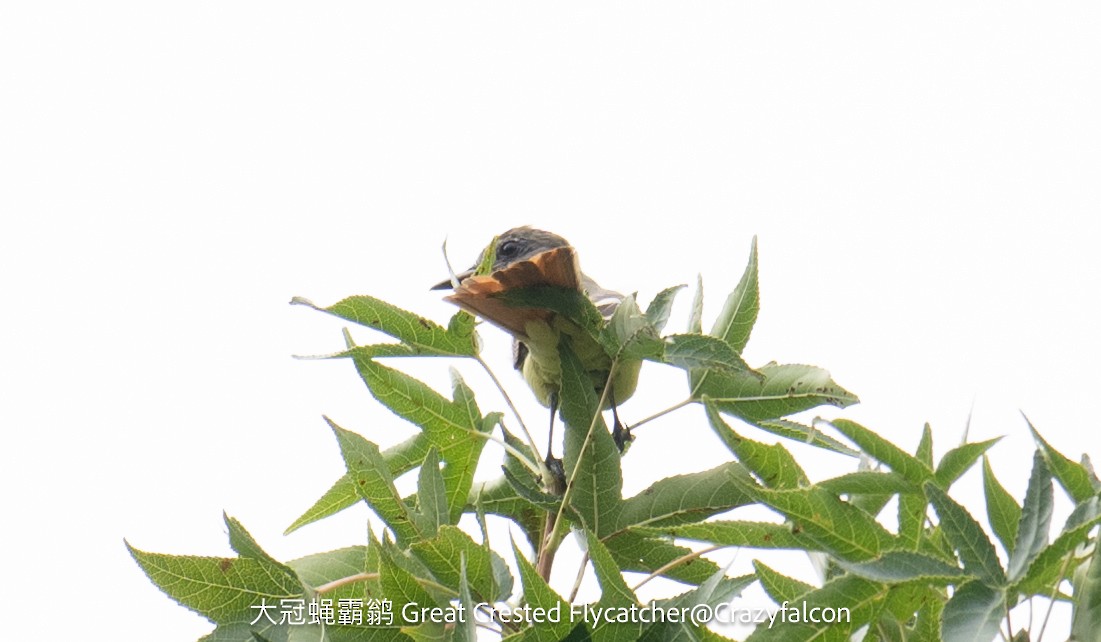 Great Crested Flycatcher - Qiang Zeng