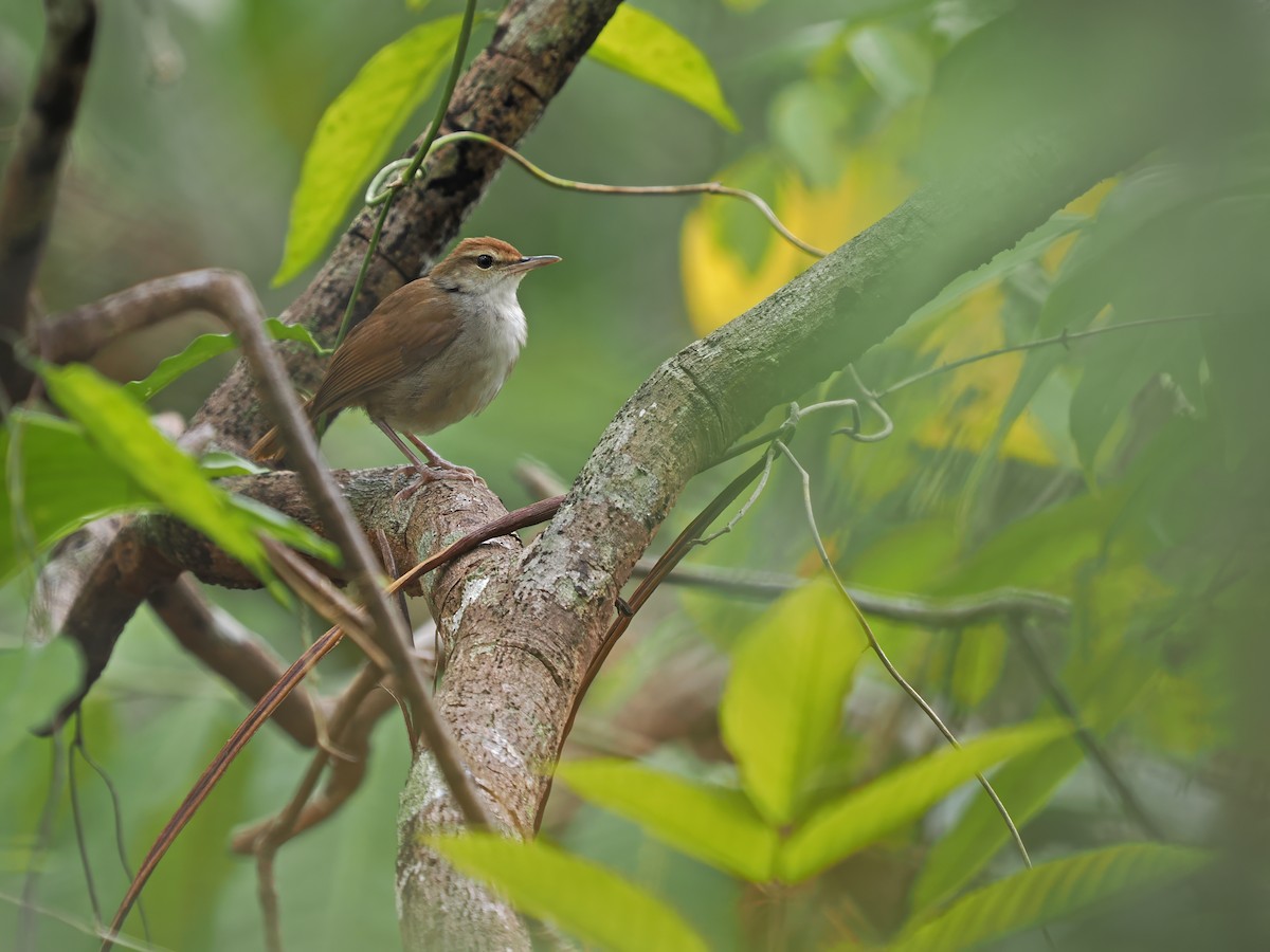 Tanimbar Bush Warbler - ML624025100