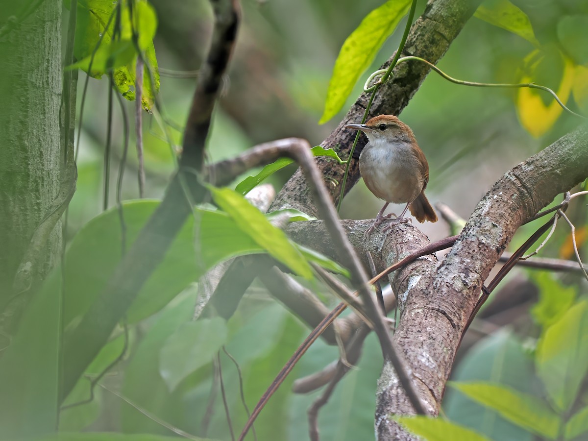 Tanimbar Bush Warbler - James Eaton