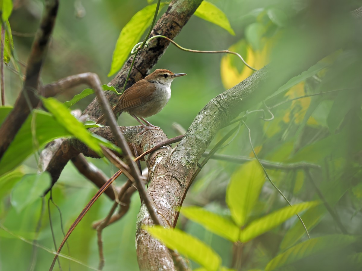 Tanimbar Bush Warbler - ML624025102