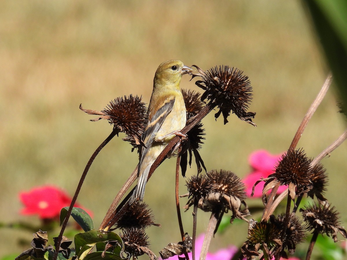 American Goldfinch - ML624025108