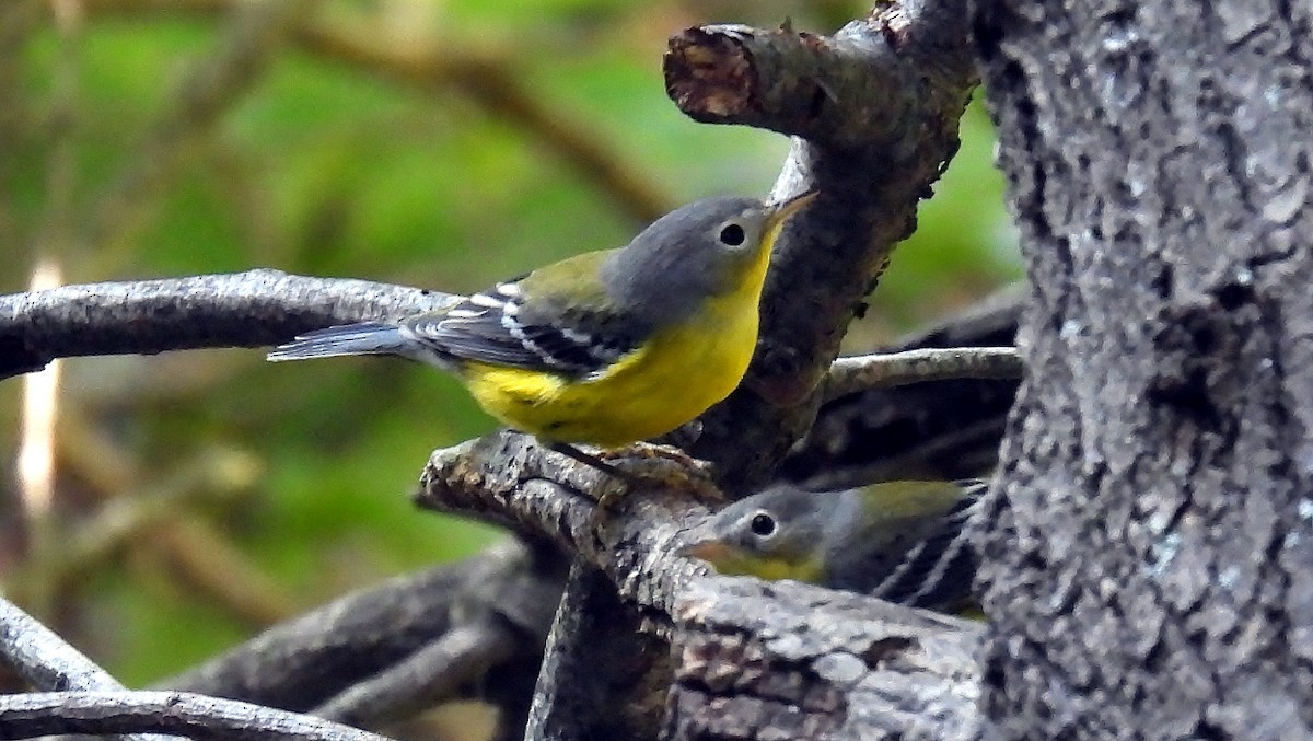 Magnolia Warbler - ML624025109