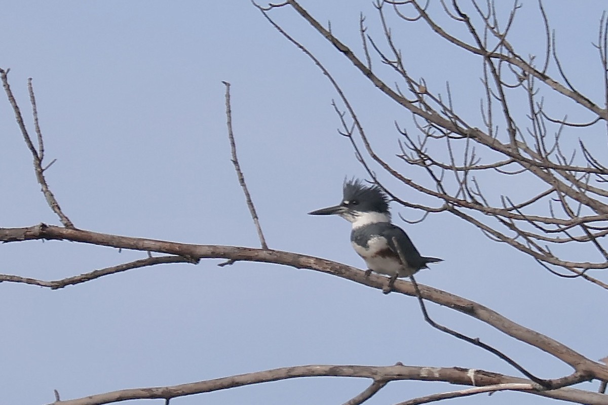 Belted Kingfisher - Femma Van As