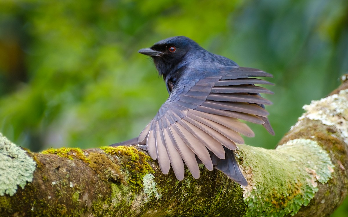 Fork-tailed Drongo - ML624025136