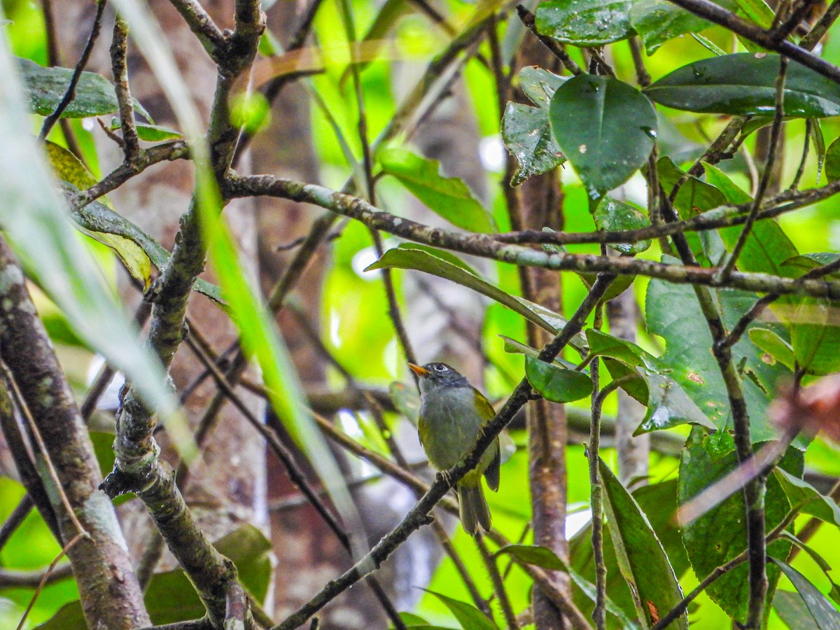 Chestnut-crowned Warbler - ML624025150