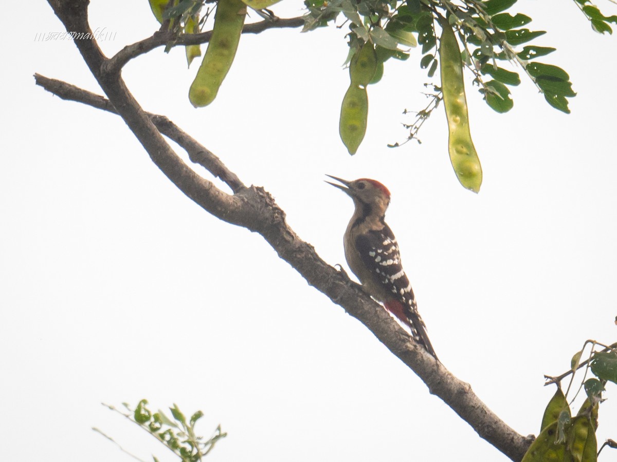 Fulvous-breasted Woodpecker - ML624025166