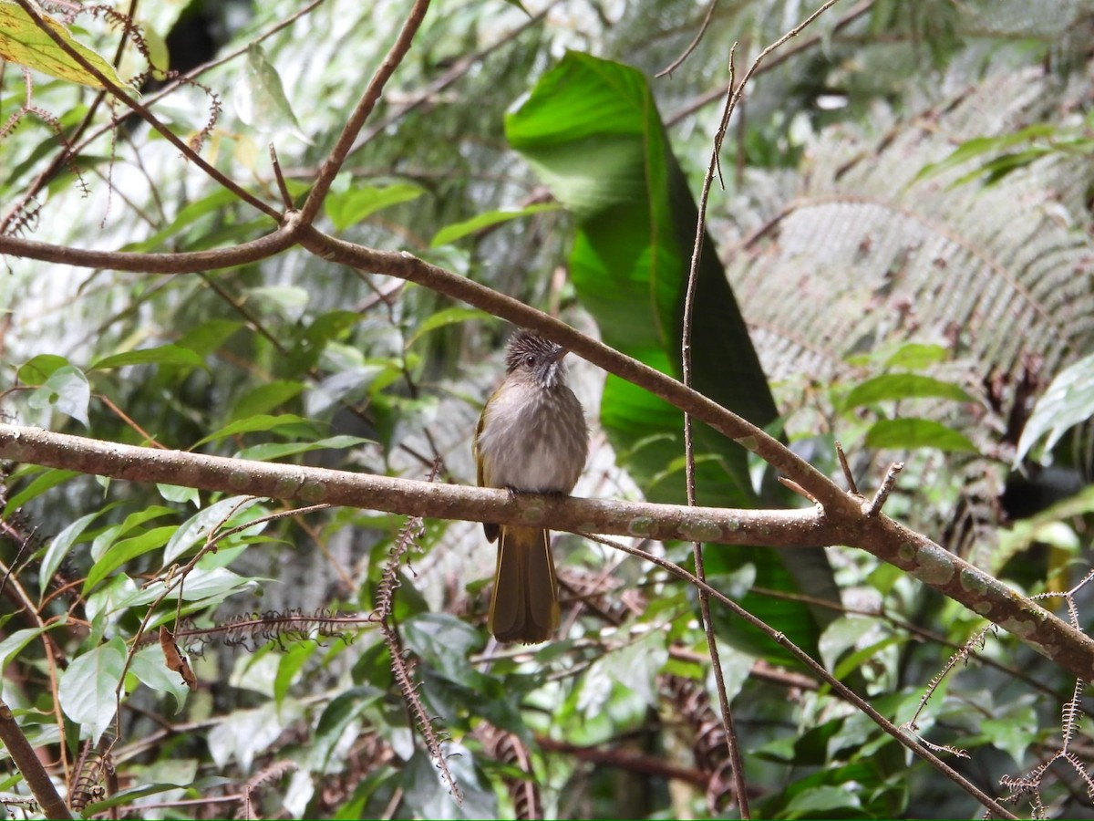 Mountain Bulbul - ML624025168