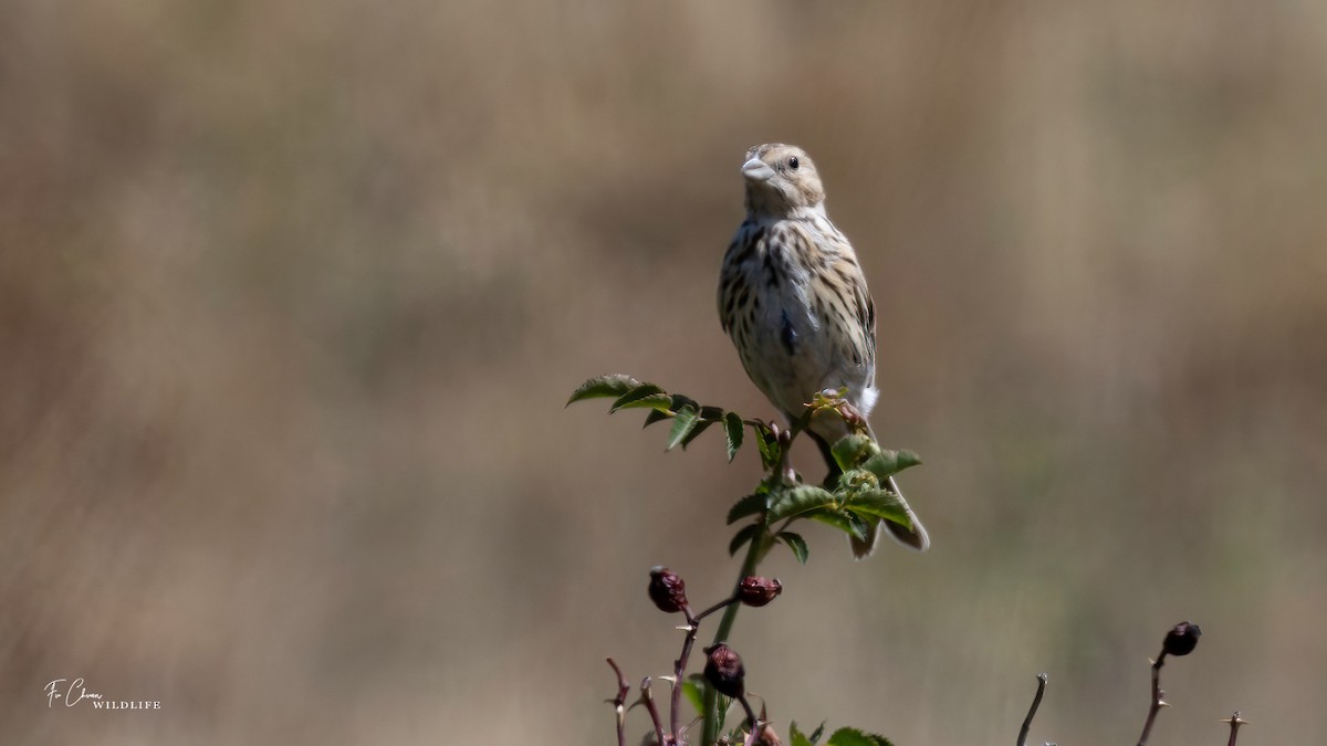 Corn Bunting - ML624025192