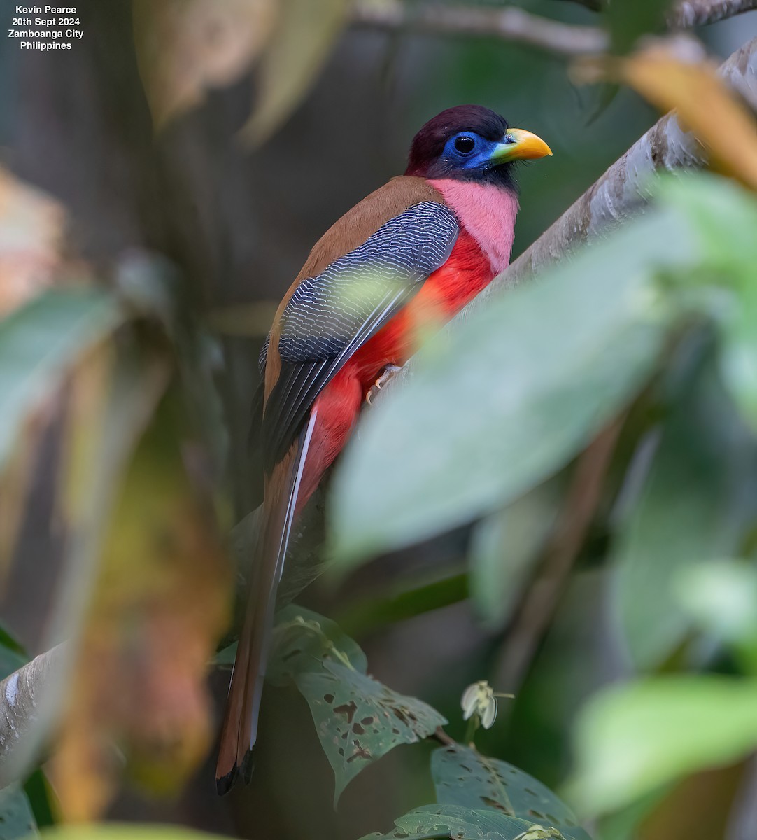 Philippine Trogon - Kevin Pearce