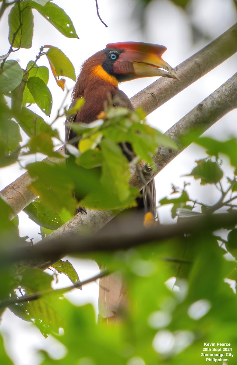 Rufous Hornbill - ML624025203