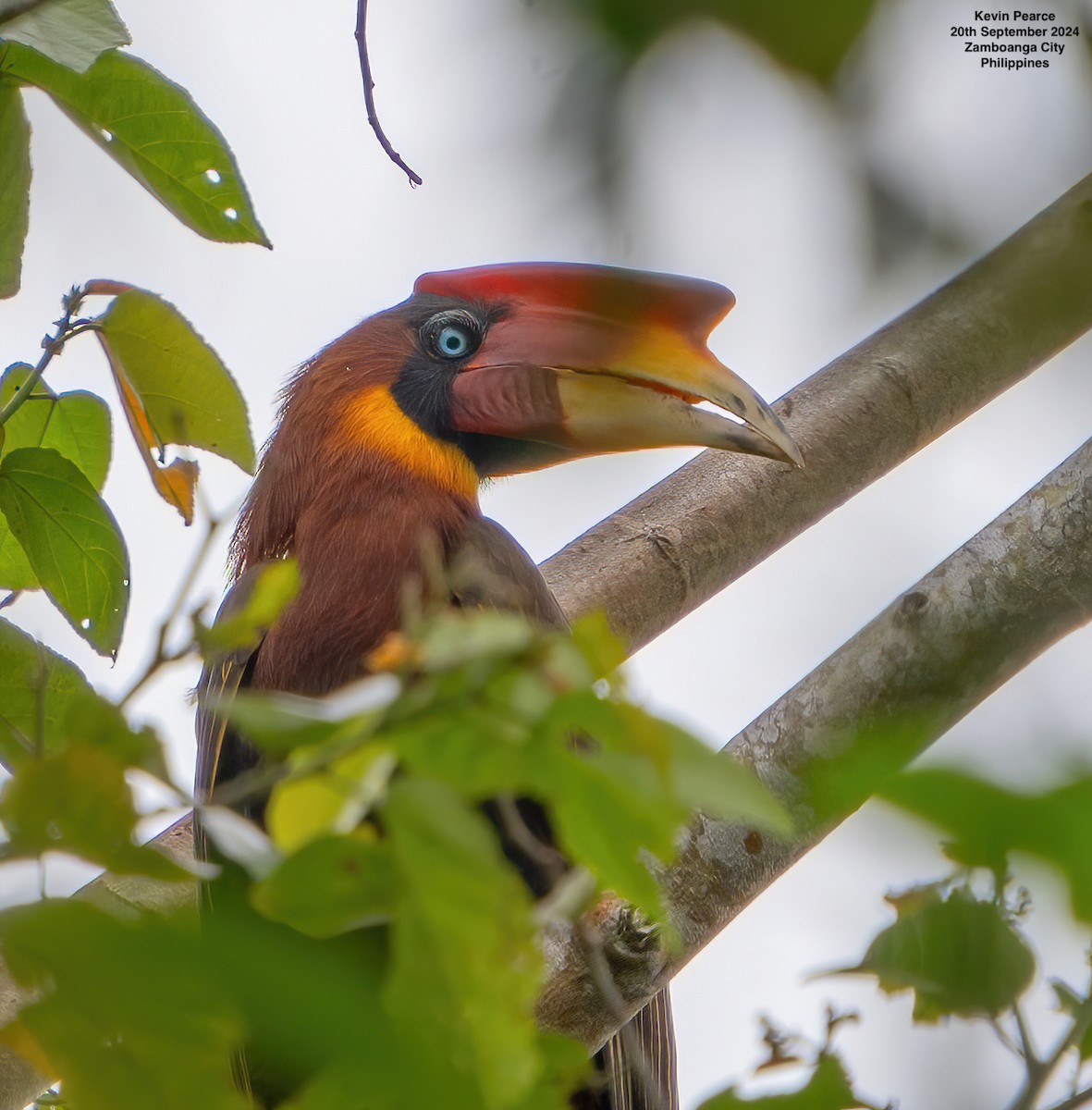 Rufous Hornbill - ML624025204