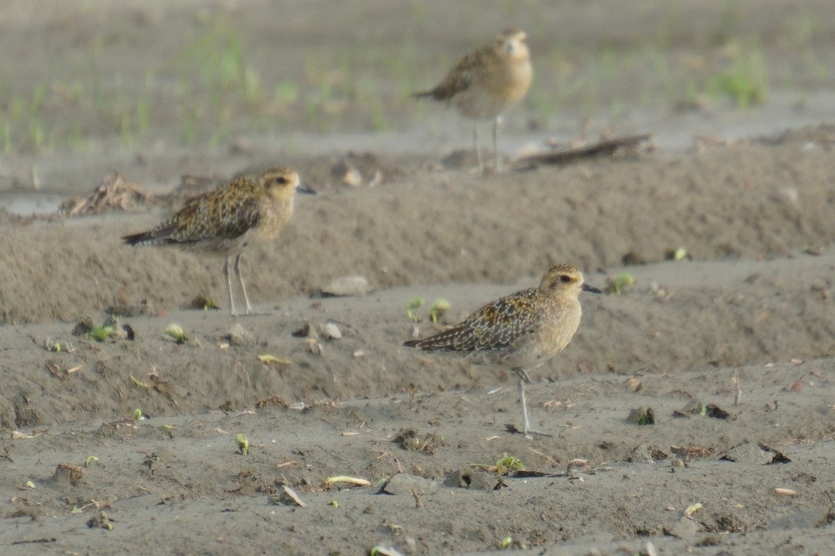 Pacific Golden-Plover - ML624025253