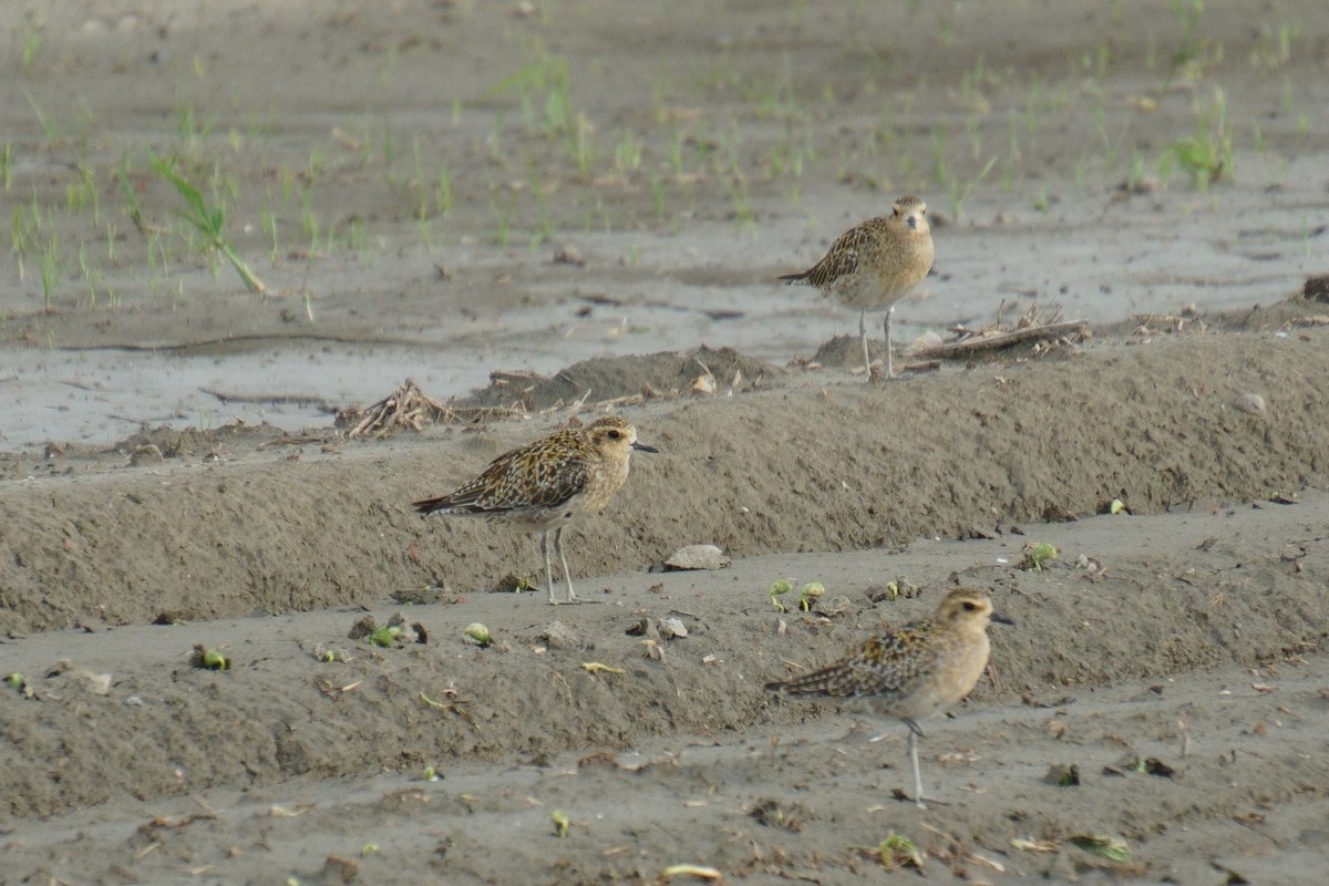 Pacific Golden-Plover - 吳 致謙