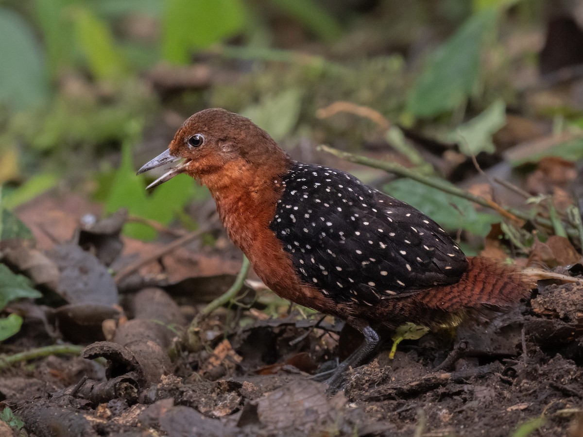 White-striped Forest Rail - ML624025258