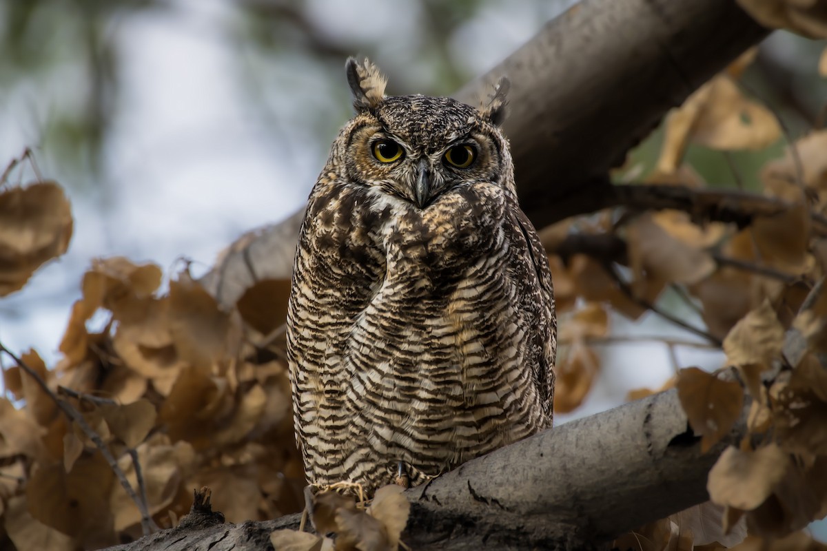 Great Horned Owl - ML624025263