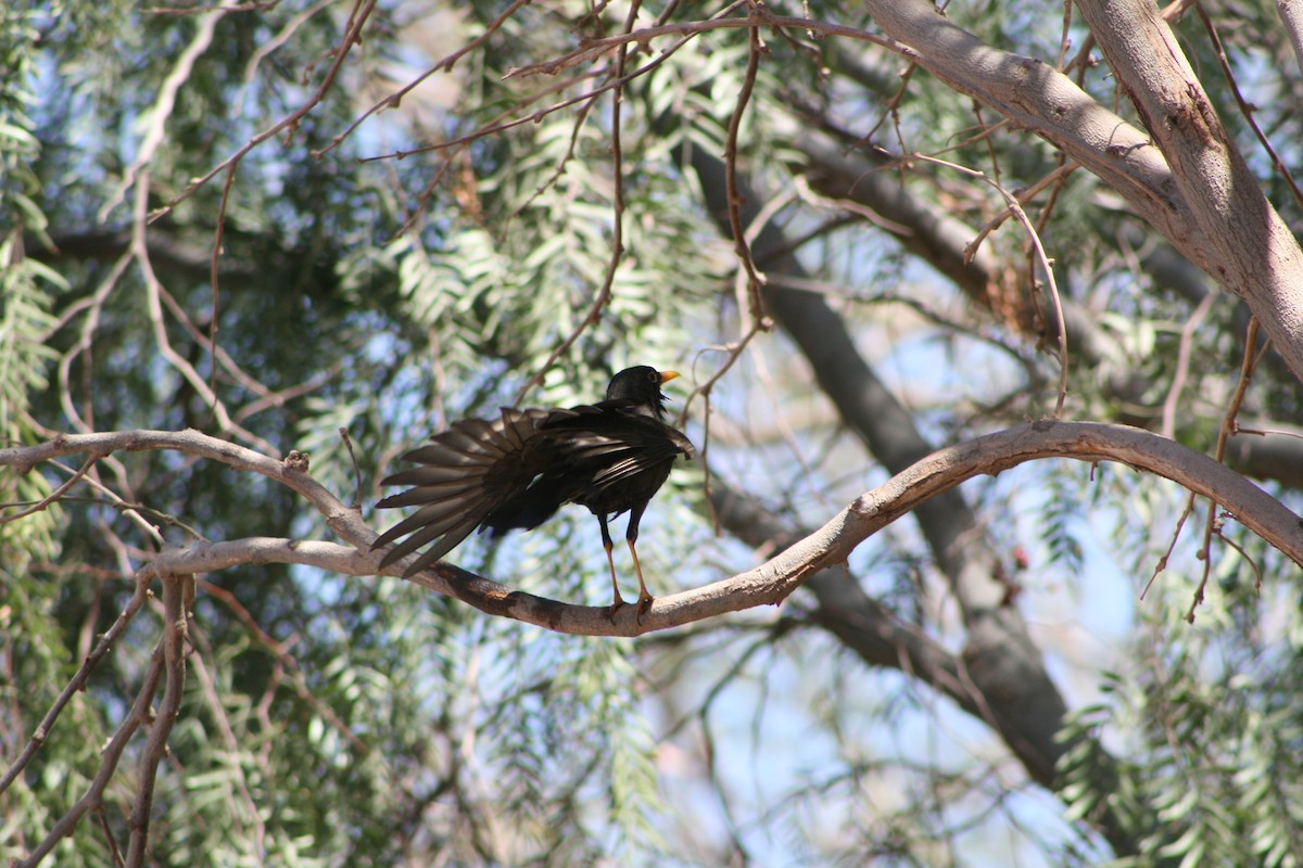 Chiguanco Thrush - Aidan Cullen