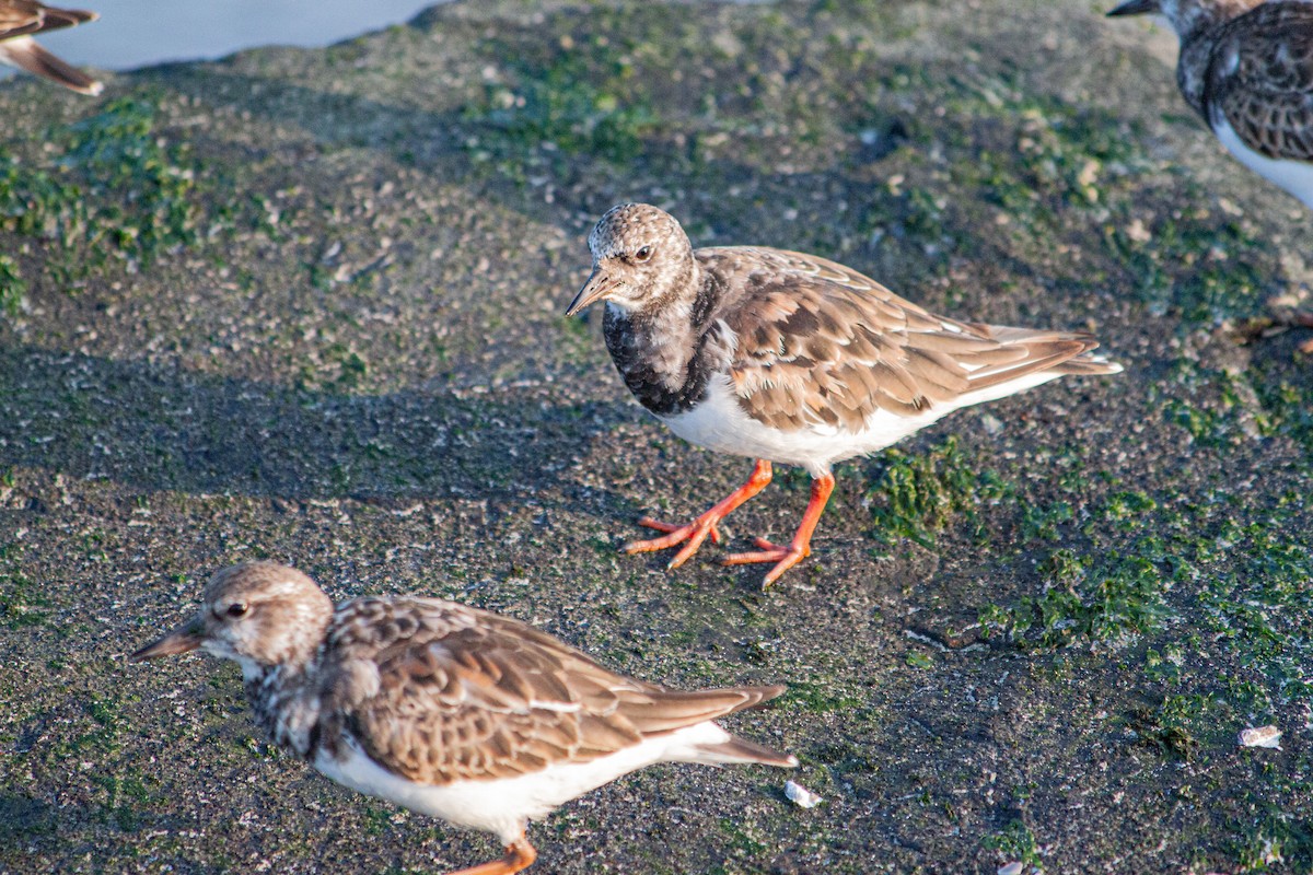 Ruddy Turnstone - ML624025308