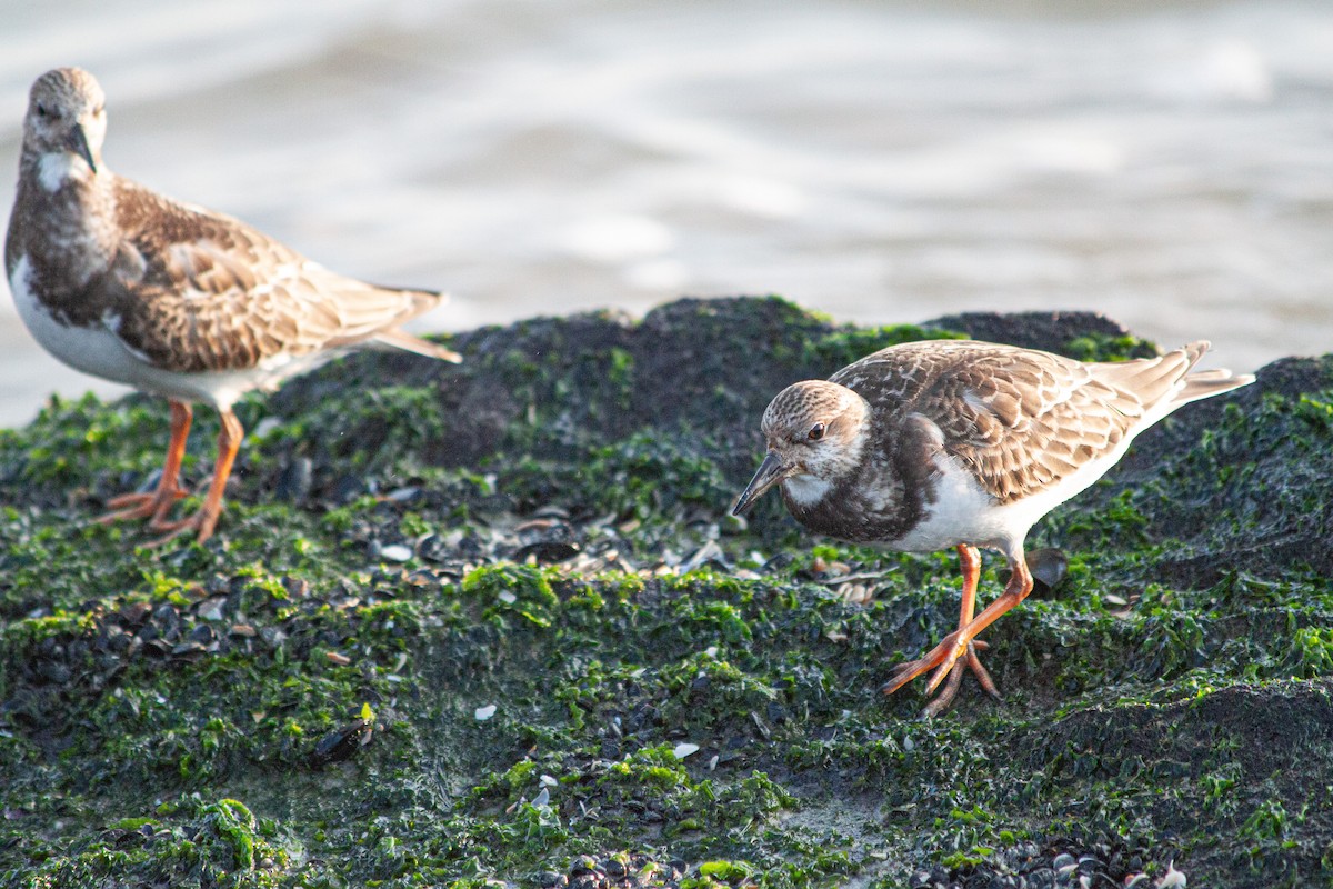 Ruddy Turnstone - ML624025313