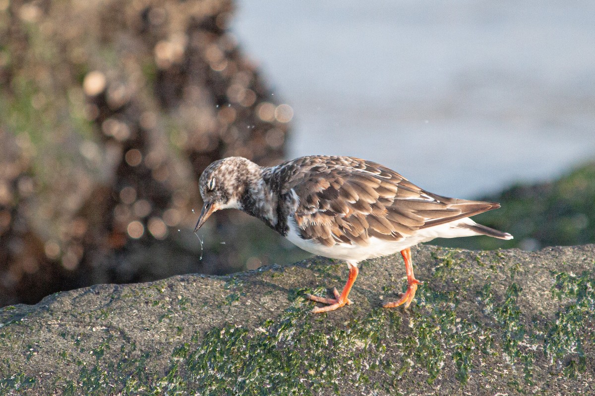 Ruddy Turnstone - ML624025318