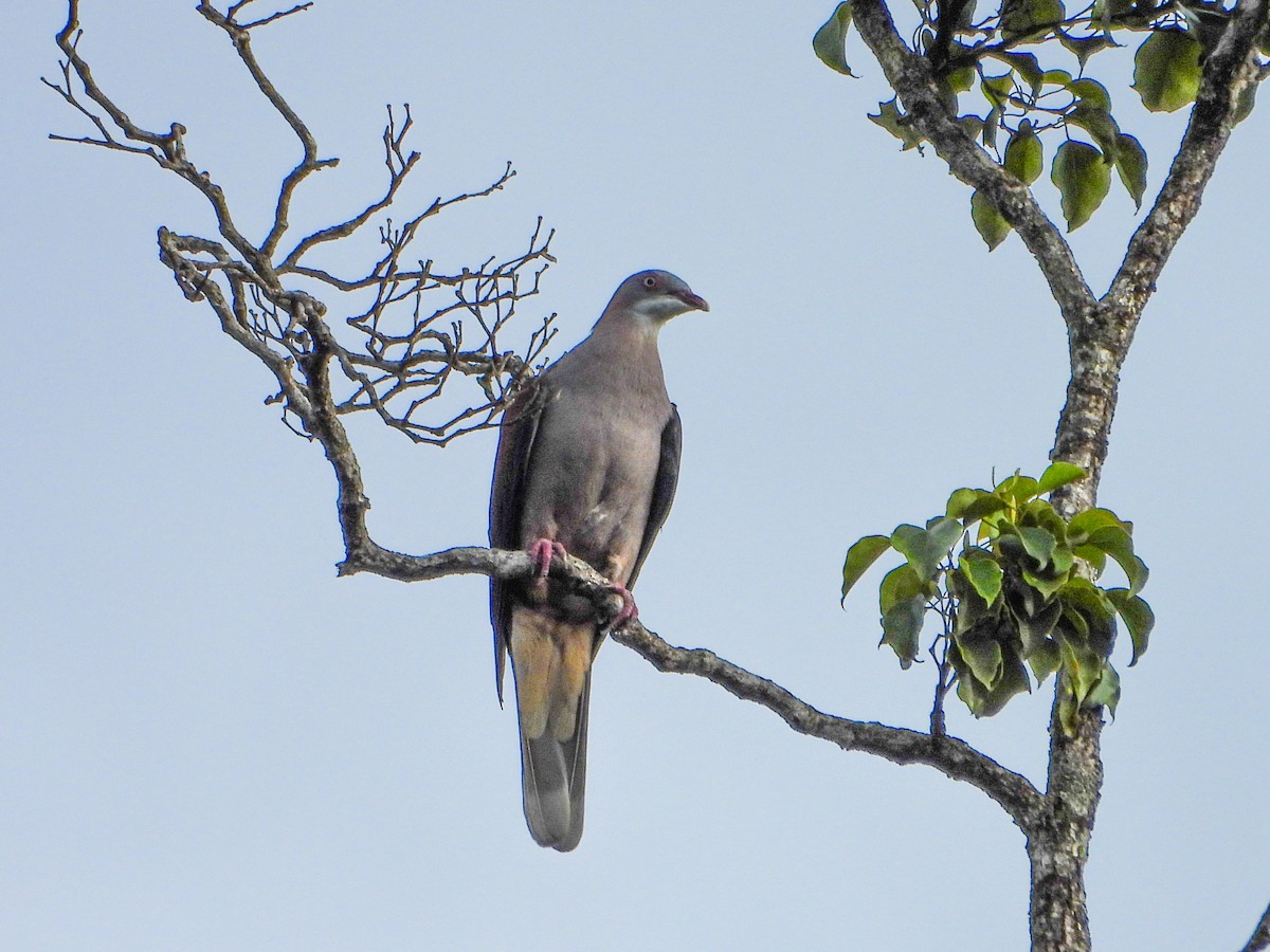 Mountain Imperial-Pigeon - Merganser Man