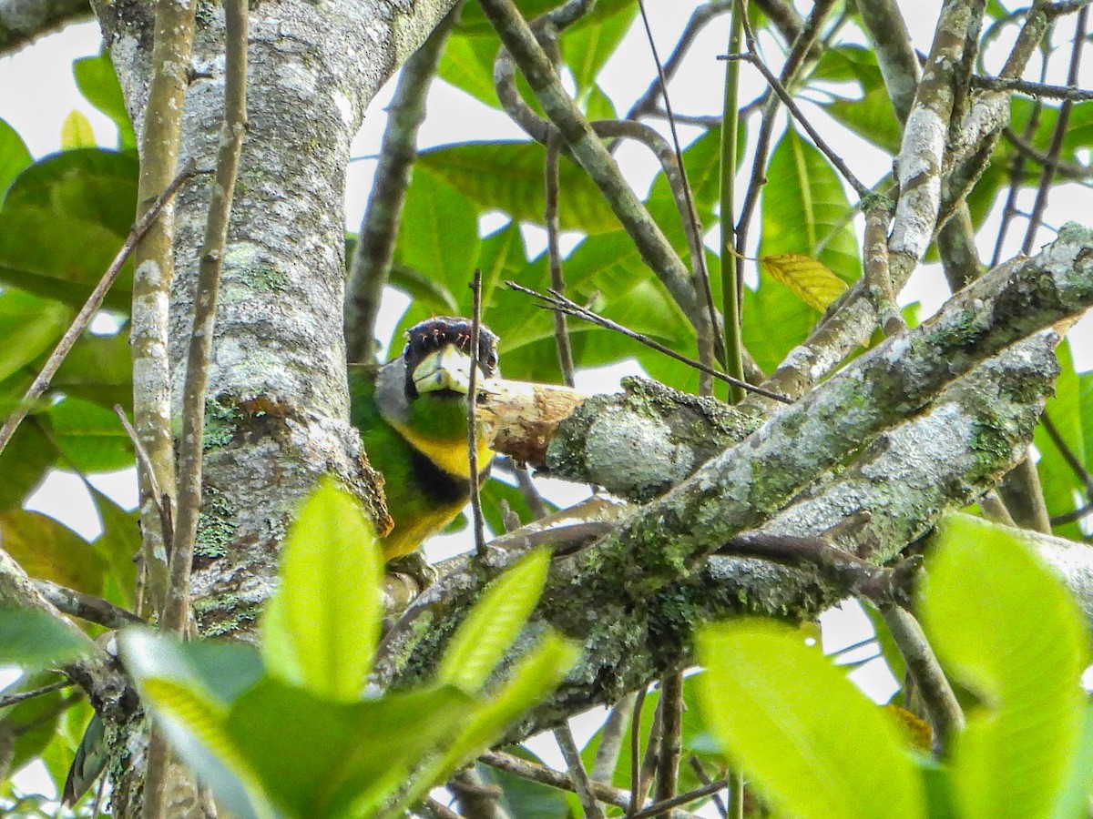 Fire-tufted Barbet - ML624025323