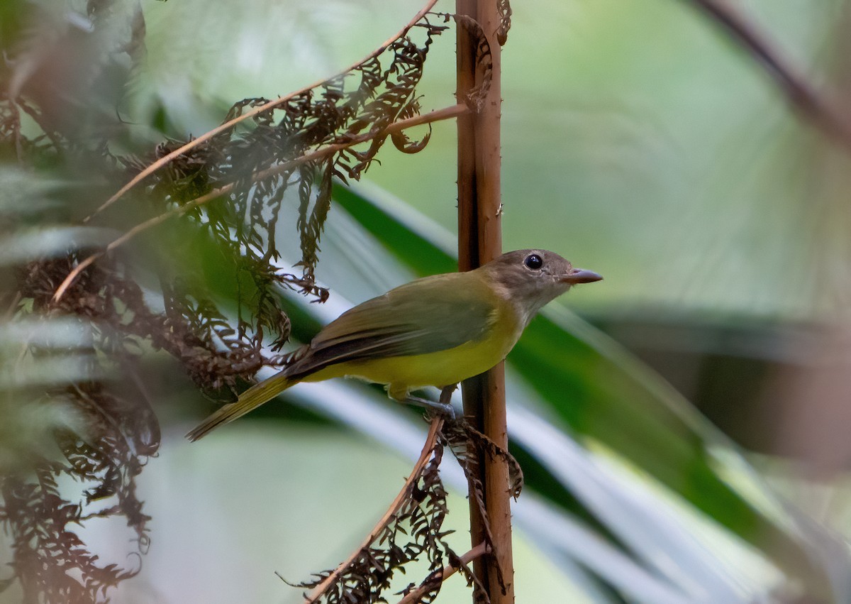 Yellow-bellied Whistler - ML624025325