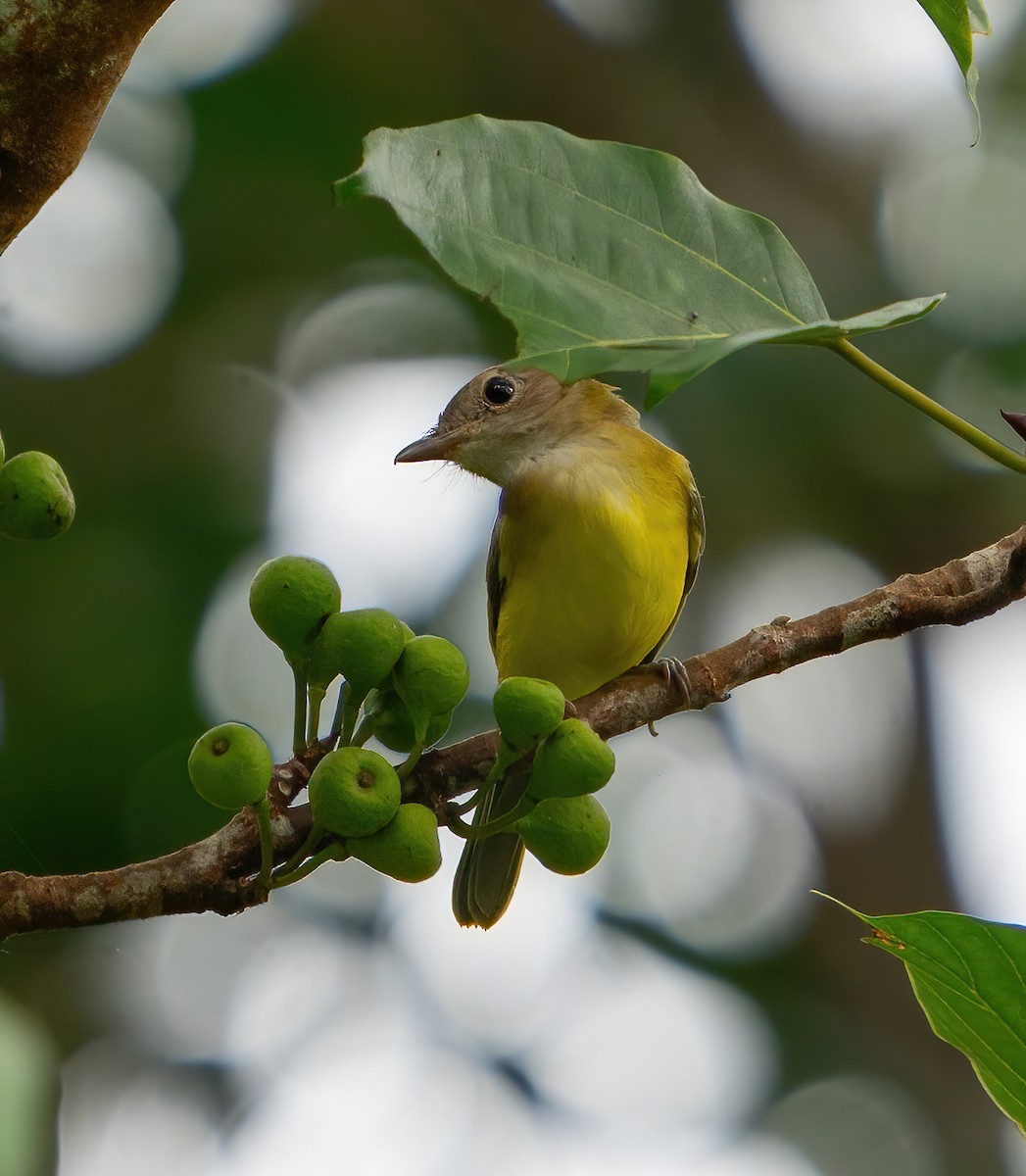 Yellow-bellied Whistler - ML624025326