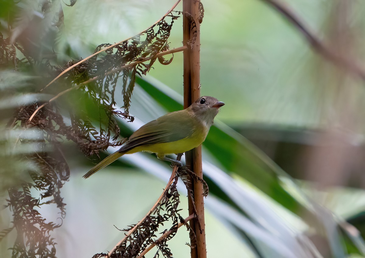 Yellow-bellied Whistler - ML624025327