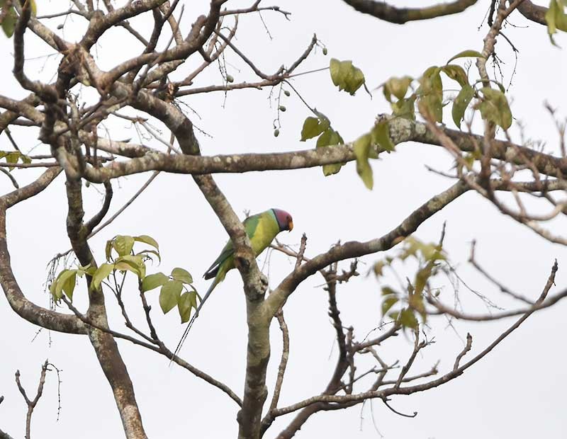 Plum-headed Parakeet - ML624025371