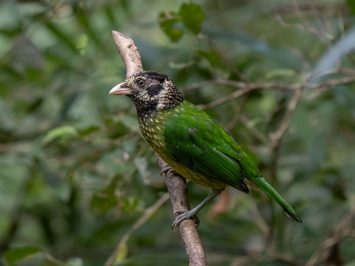 Black-eared Catbird (Arfak) - Ivan Leshukov