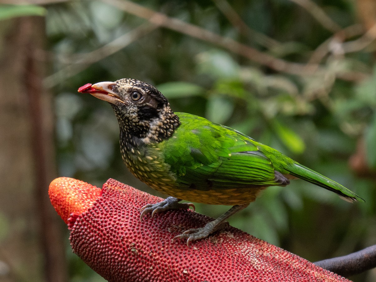 Arfak Catbird - Ivan Leshukov