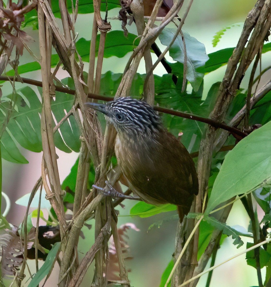 Brown Tit-Babbler - ML624025394