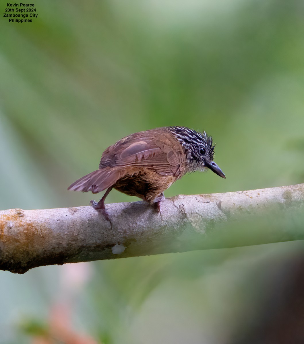 Brown Tit-Babbler - ML624025395