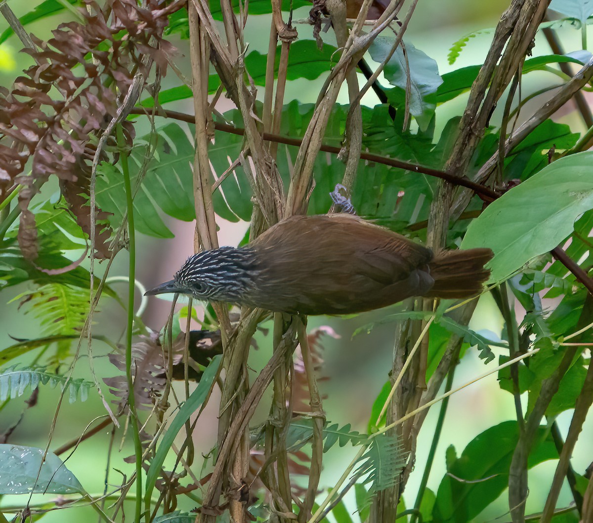 Brown Tit-Babbler - ML624025396