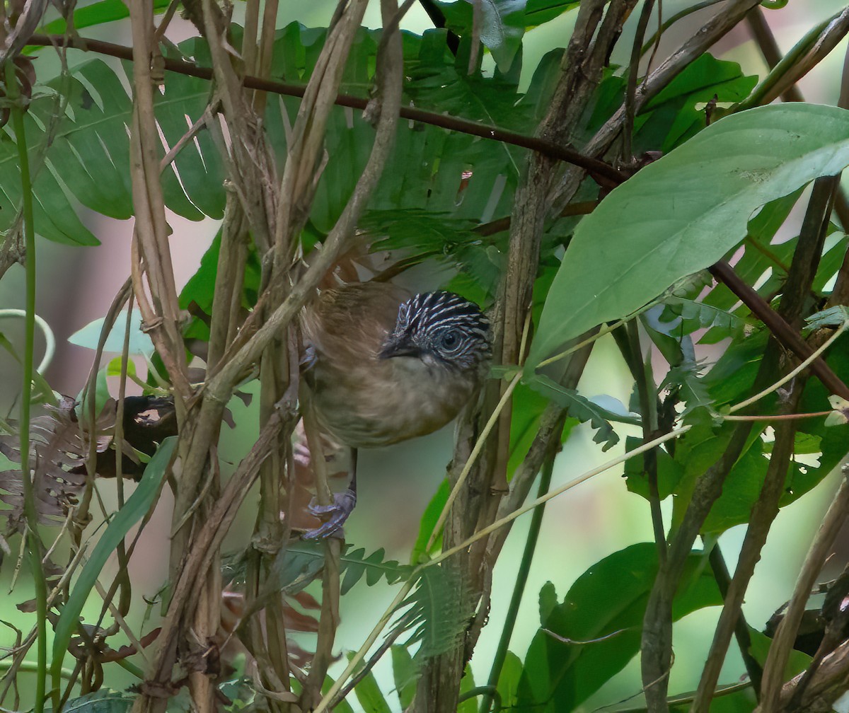 Brown Tit-Babbler - ML624025397