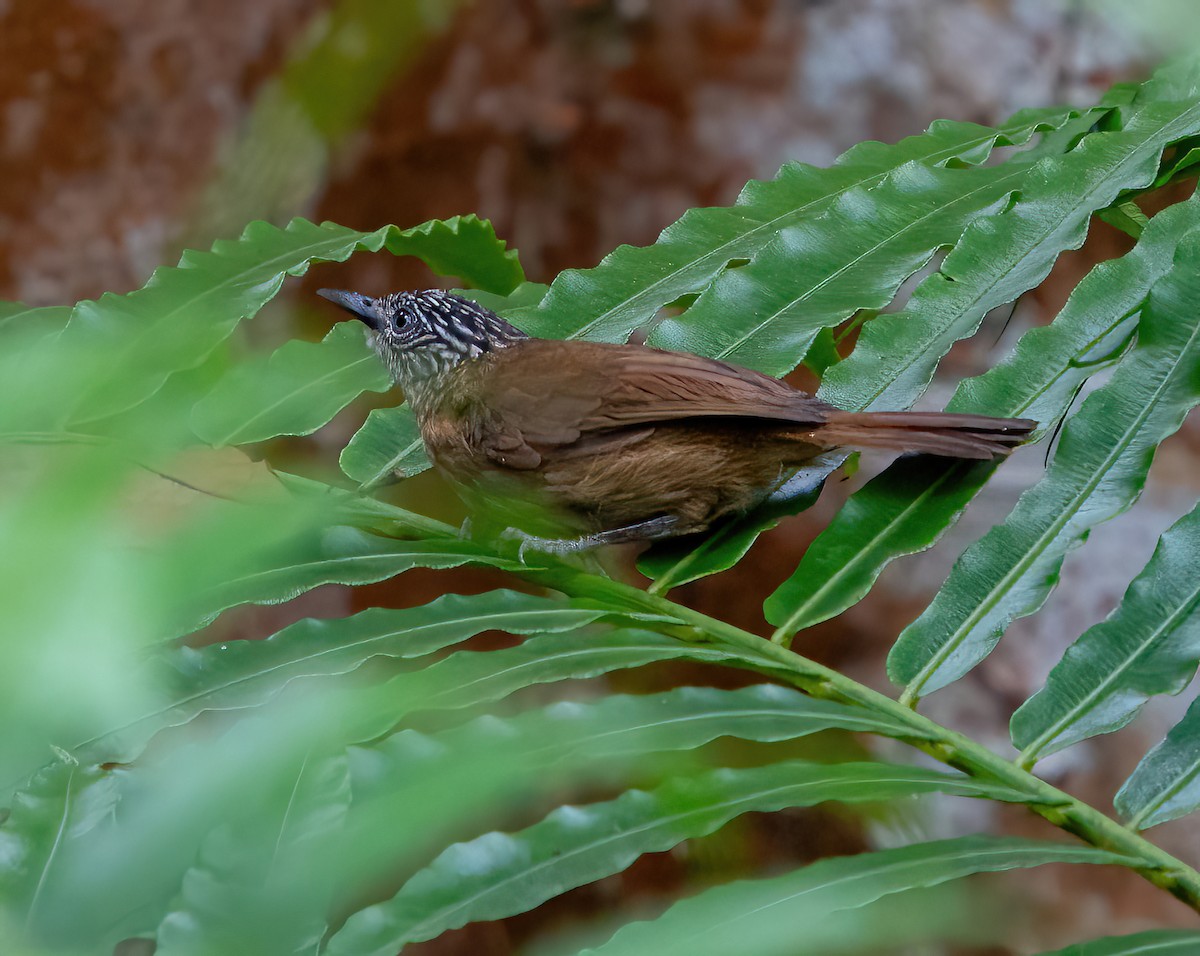 Brown Tit-Babbler - ML624025398