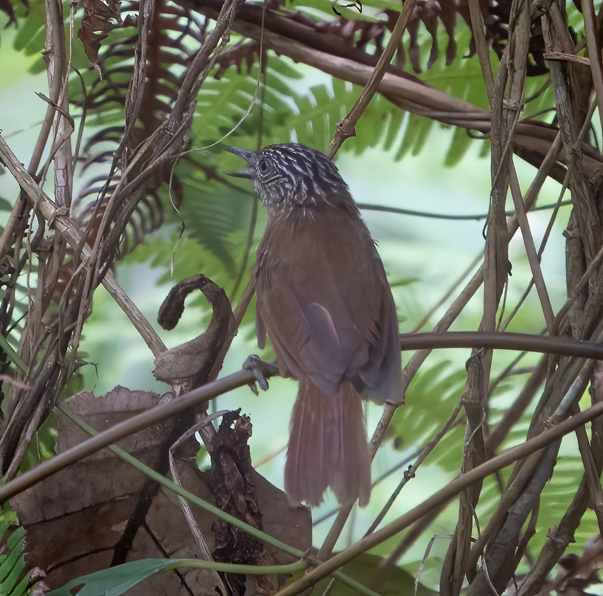 Brown Tit-Babbler - ML624025399