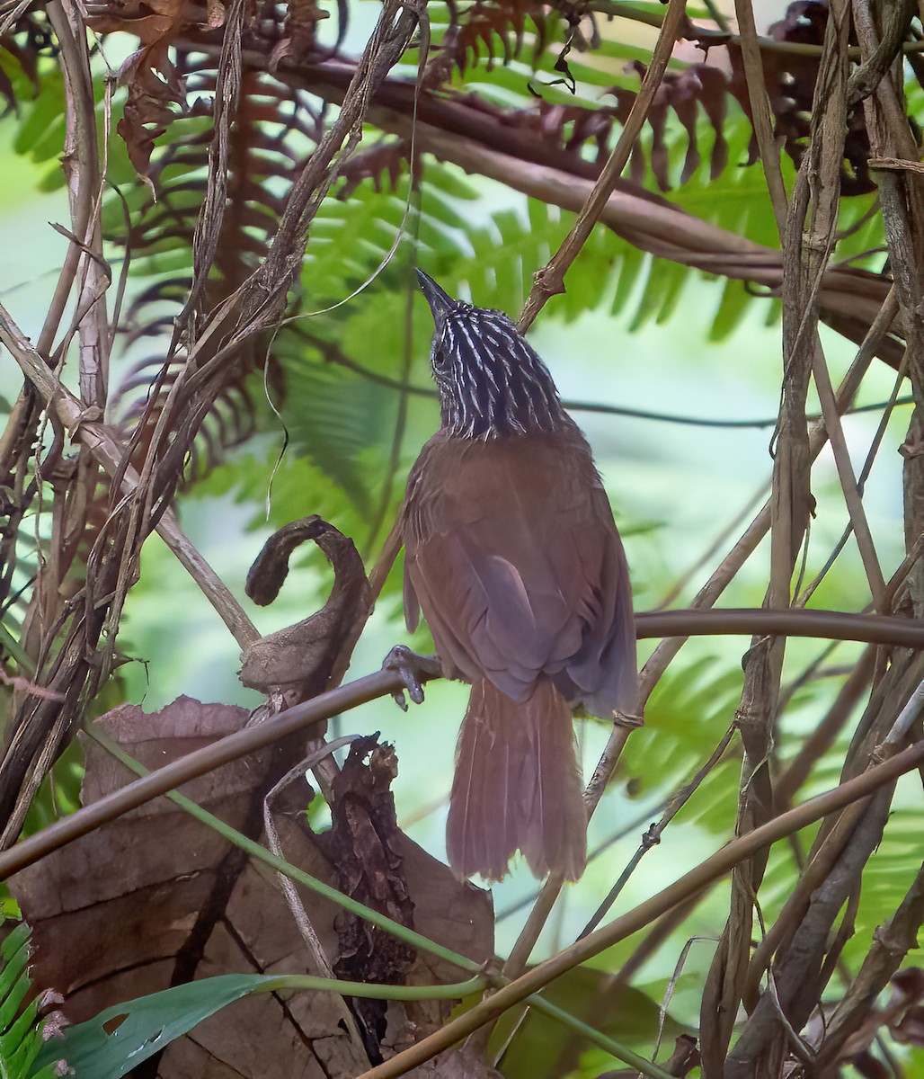 Brown Tit-Babbler - ML624025400