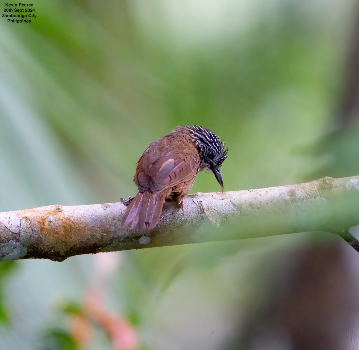 Brown Tit-Babbler - ML624025401