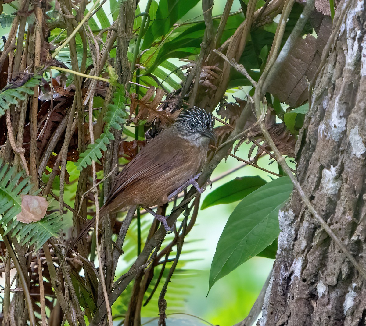 Brown Tit-Babbler - ML624025402