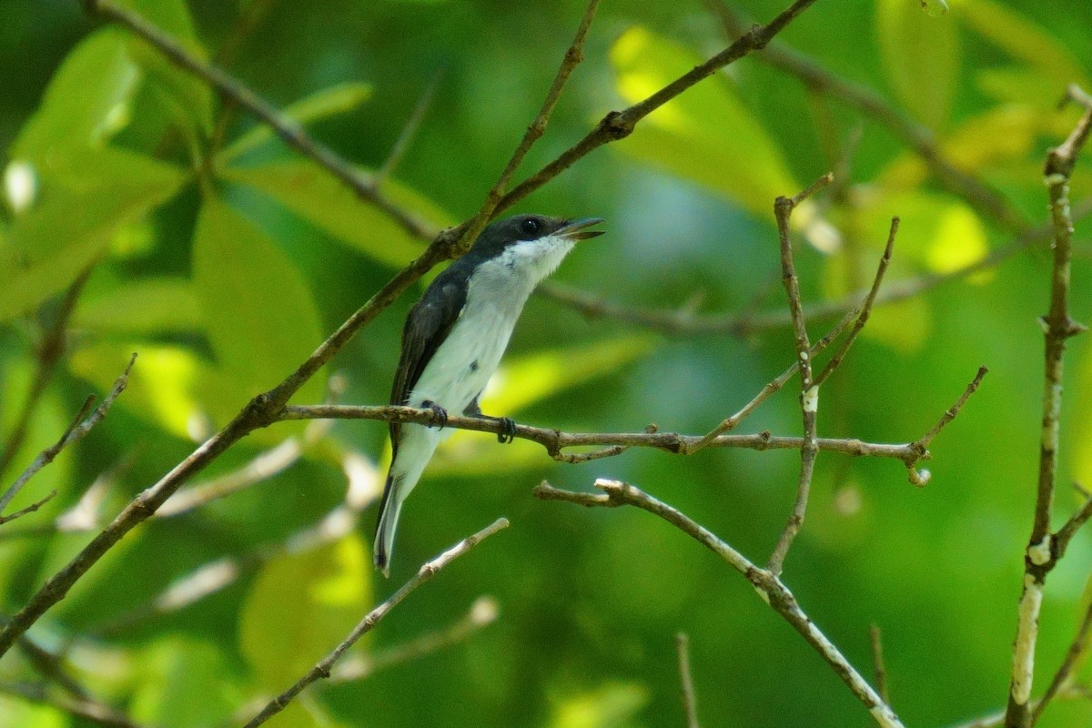 Black-winged Flycatcher-shrike - ML624025405