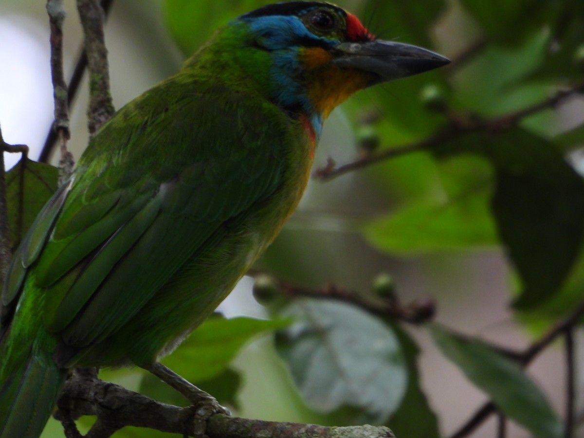 Black-browed Barbet - ML624025410