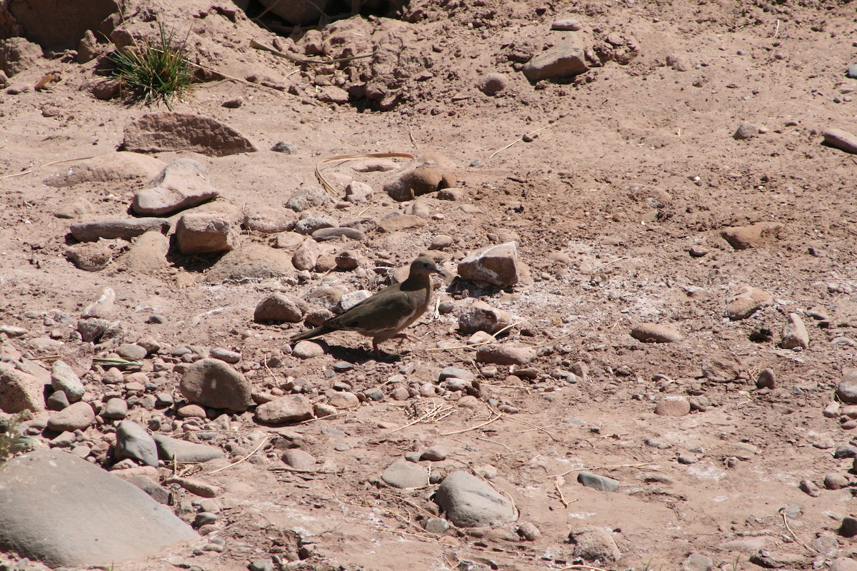 West Peruvian Dove - ML624025413